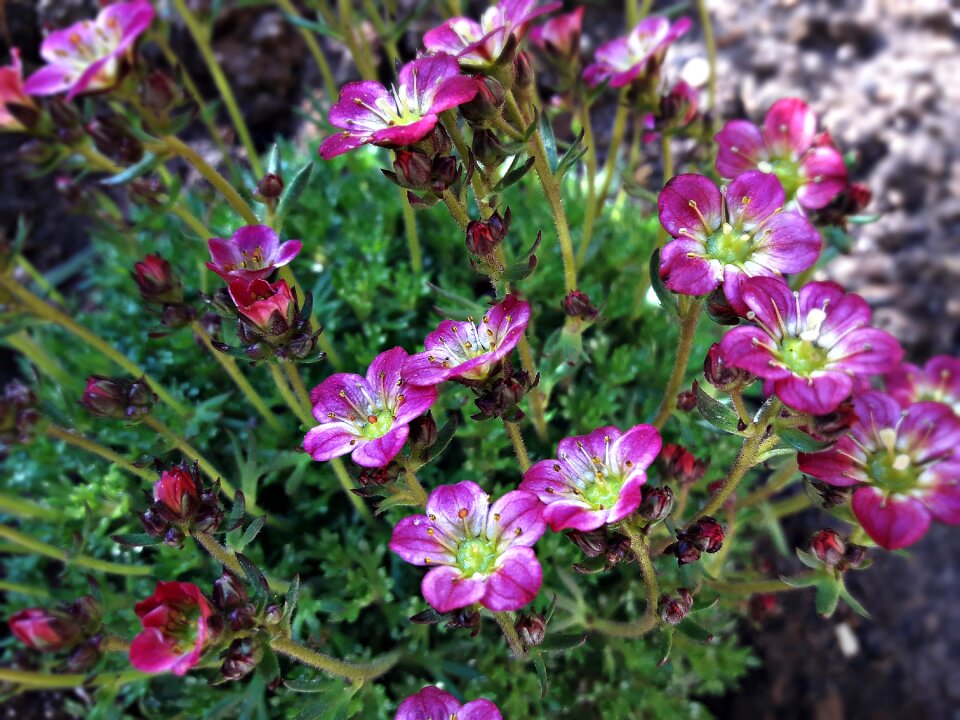 Blooming summer garden