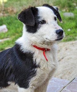 Black and white red collar bulgaria photo