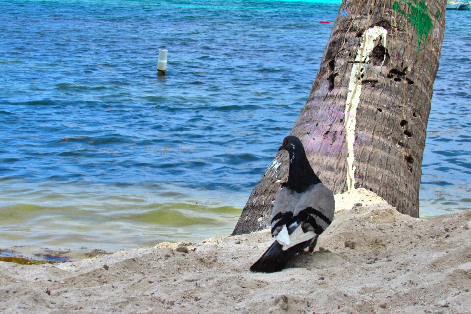 Water beach seashore