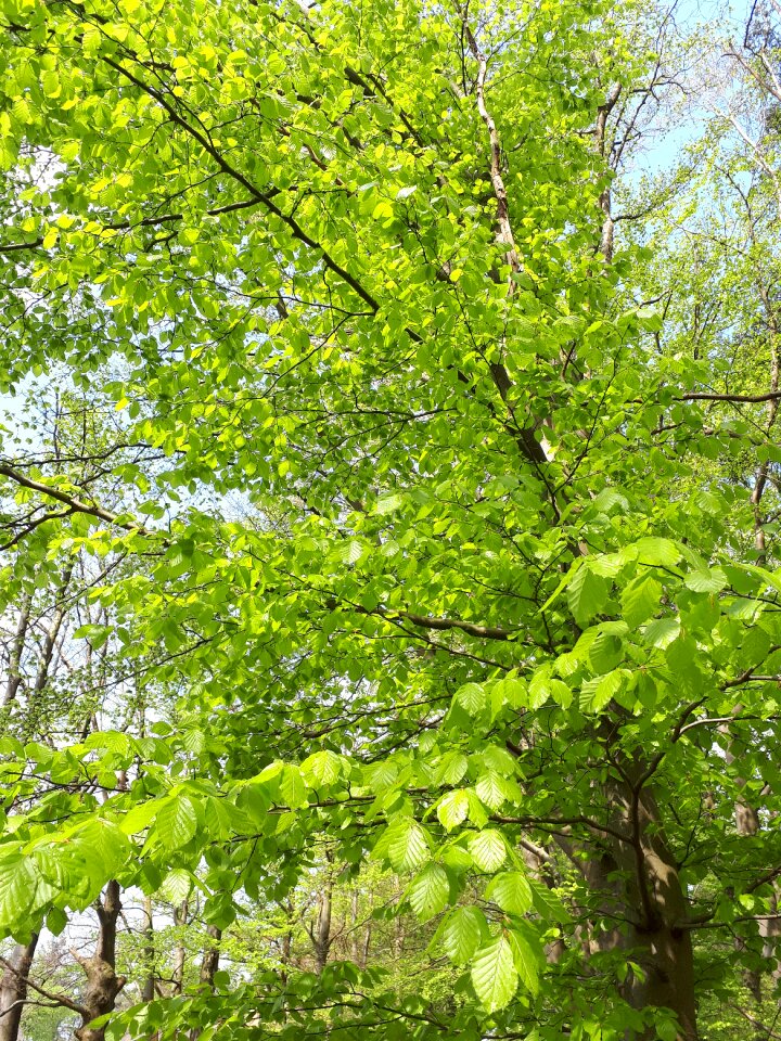 Sheet plant environment
