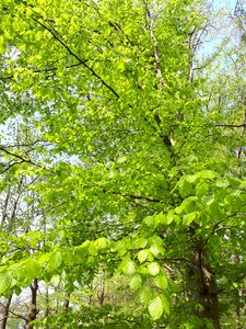 Sheet plant environment