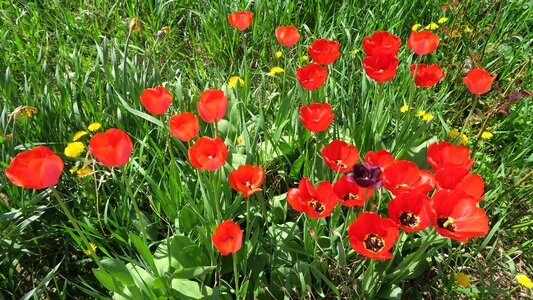 The colors of spring tulip Free photos