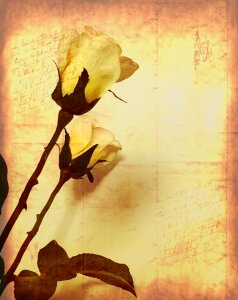 Flora vintage rose