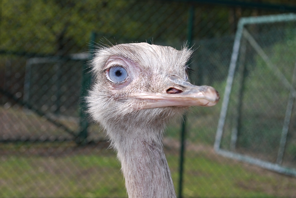Wings wildlife beak