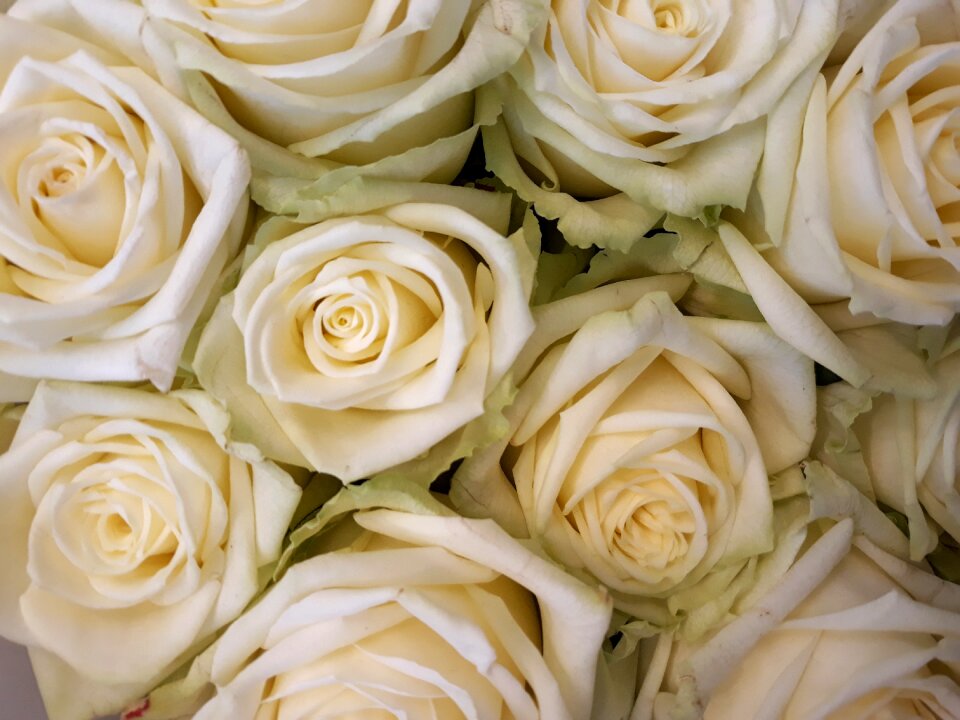 Bouquet petal flowers