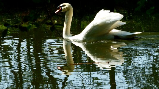 Bird lake swan photo