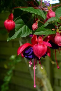 Flora nature garden