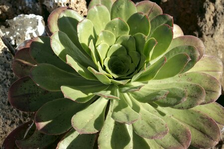 Food garden he aeonium