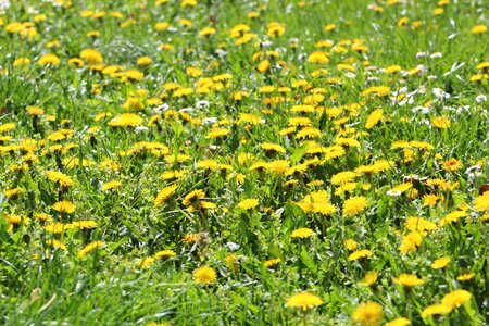 Grass summer meadow photo