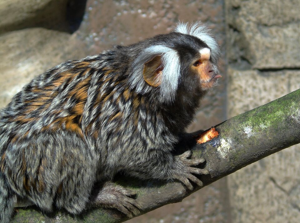 Wild mammal cute