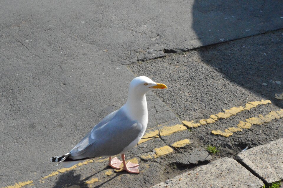 Outdoors beach seagull