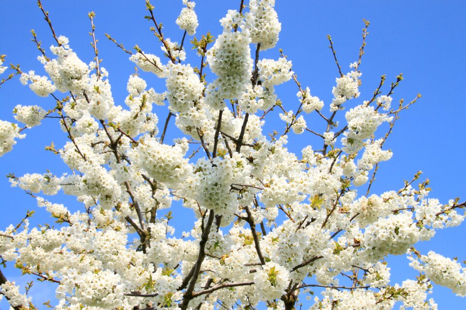 Sunshine flowers cherry wood
