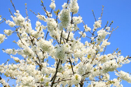 Sunshine flowers cherry wood photo