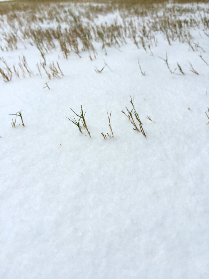 Snow cold