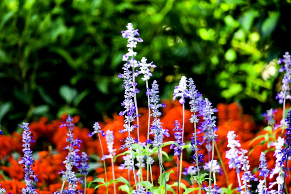 Flower leaf summer