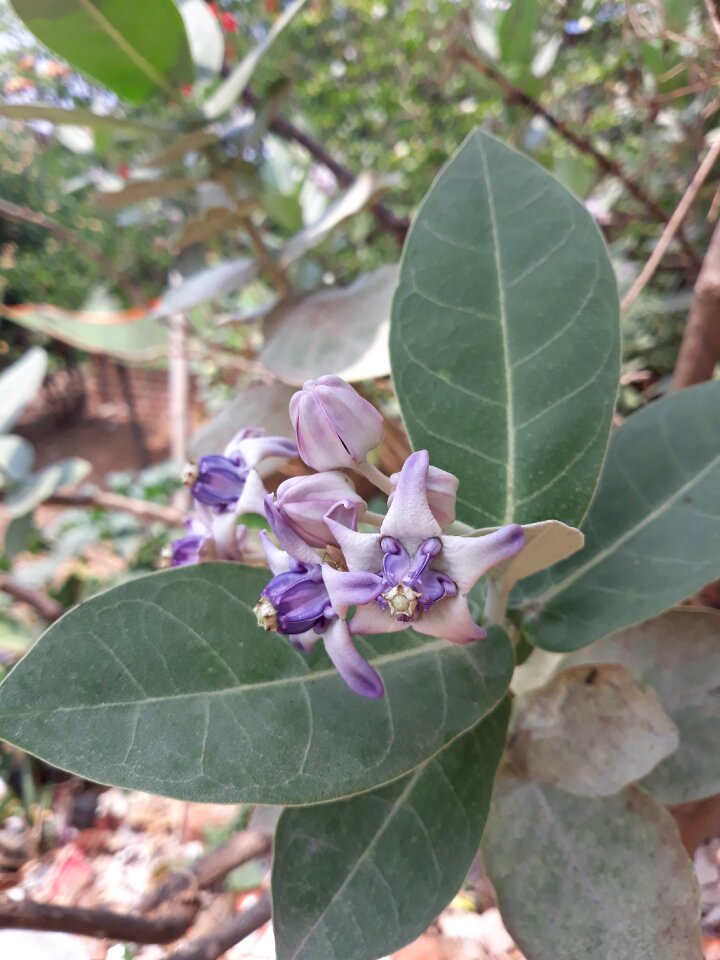Leaf branch