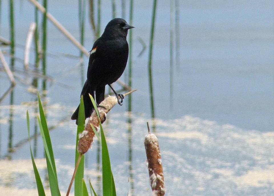 Marsh williams lake british columbia