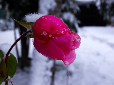 Frost season rose photo