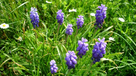 Flower grape-shaped blue