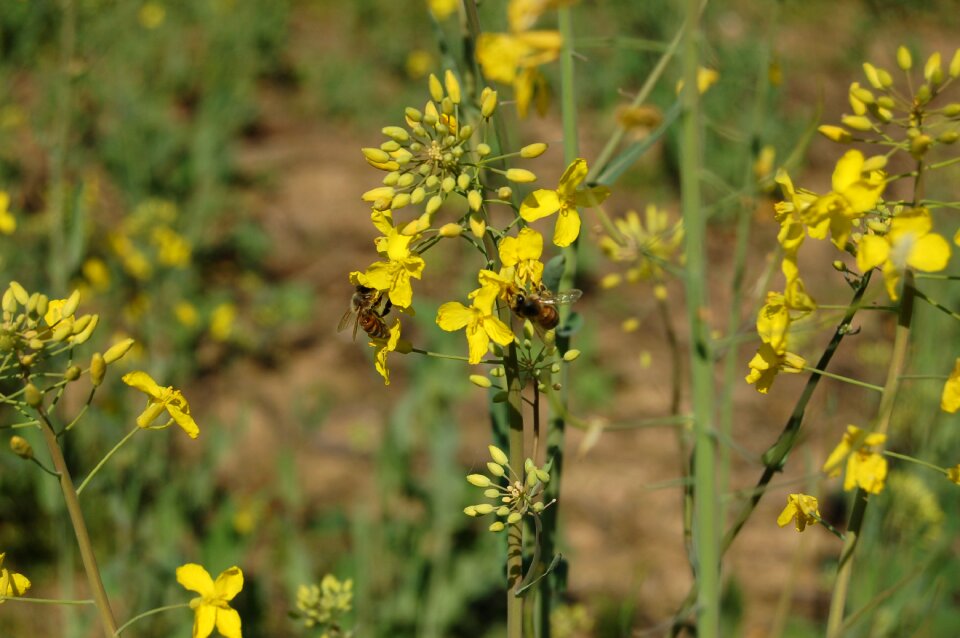 Outdoors field flowers of rapeseed