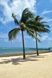 Tree coconut seashore