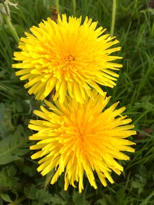 Flora dandelion