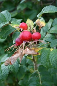 Fruit food plant