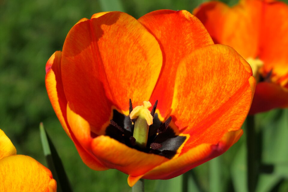 Nature flower plant