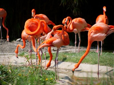 American flamingo birds beautiful photo