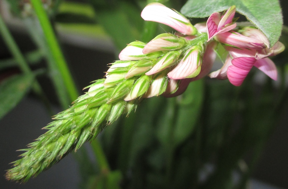 Sainfoin blossom bloom