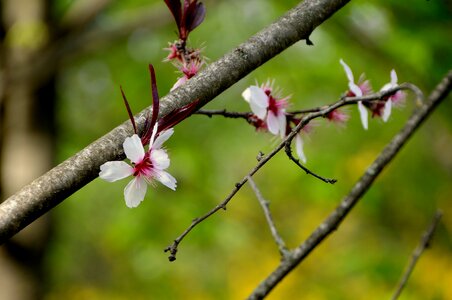 Flower plum Free photos