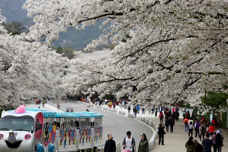City tourist cherry blossom
