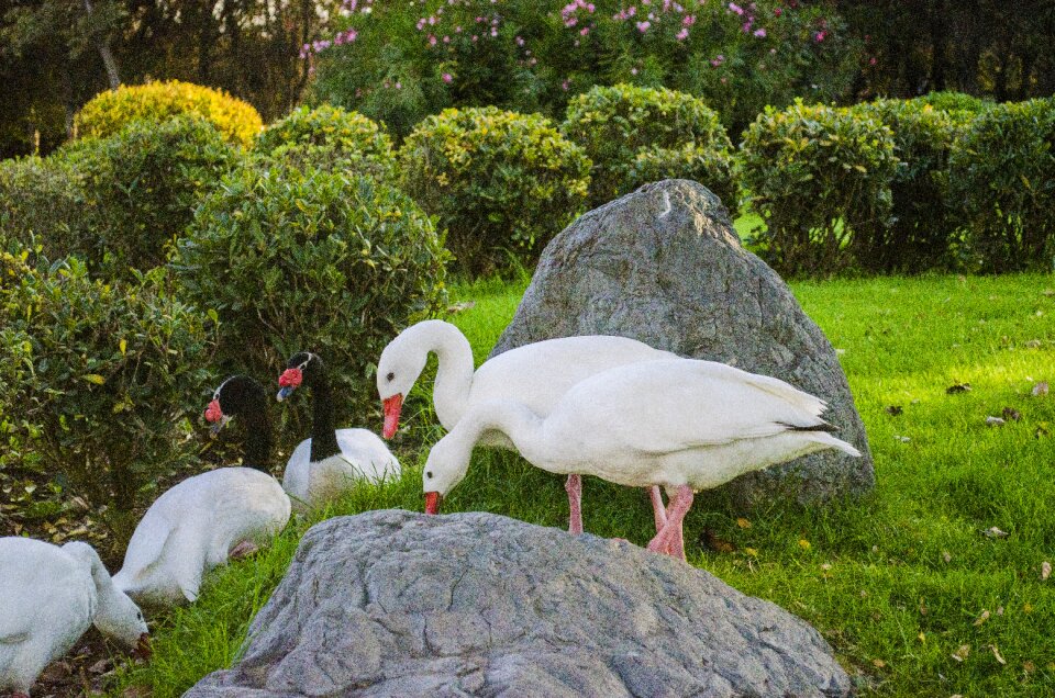 Open air birds goose