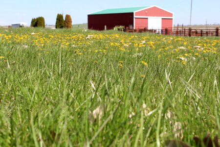 Summer agriculture background photo