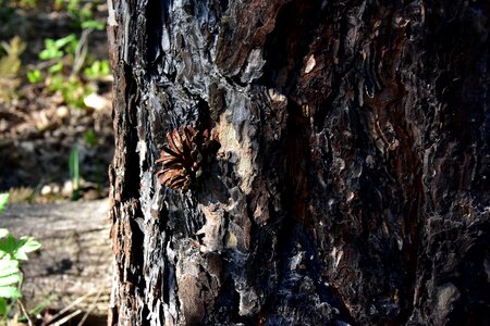The bark pine cone plant photo