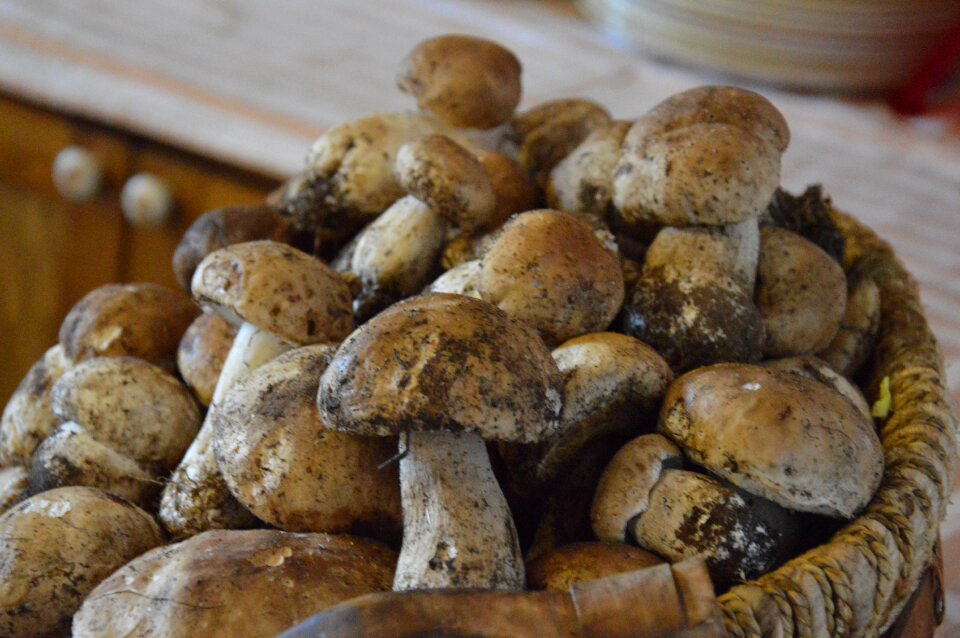 Mushrooms autumn menu mushrooms