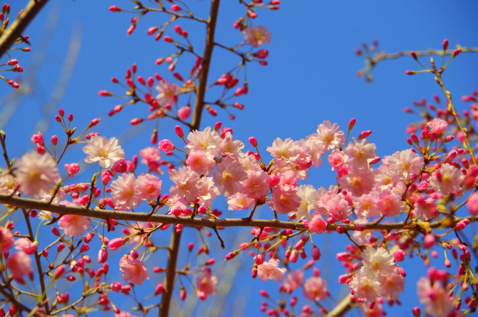 Cherry blue sky cherry blossoms