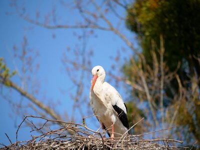 Bird nature animal world