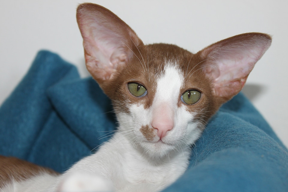 Curious oriental shorthair fur