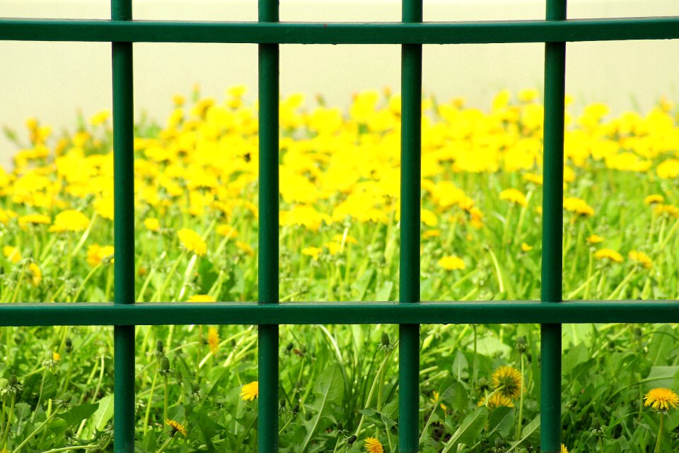 Nature spring plant