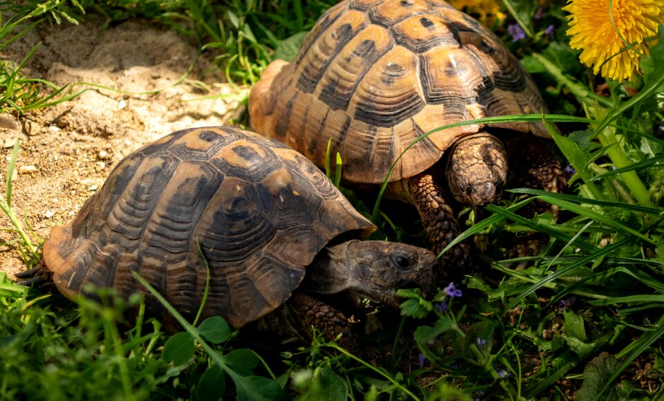 Reptile turtle grass