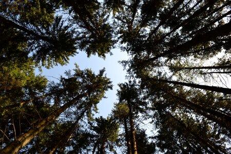 Light vegetation high