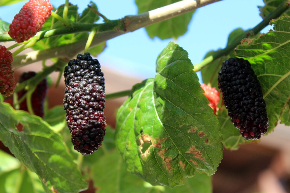 Mulberry mulberry leaf black mulberry