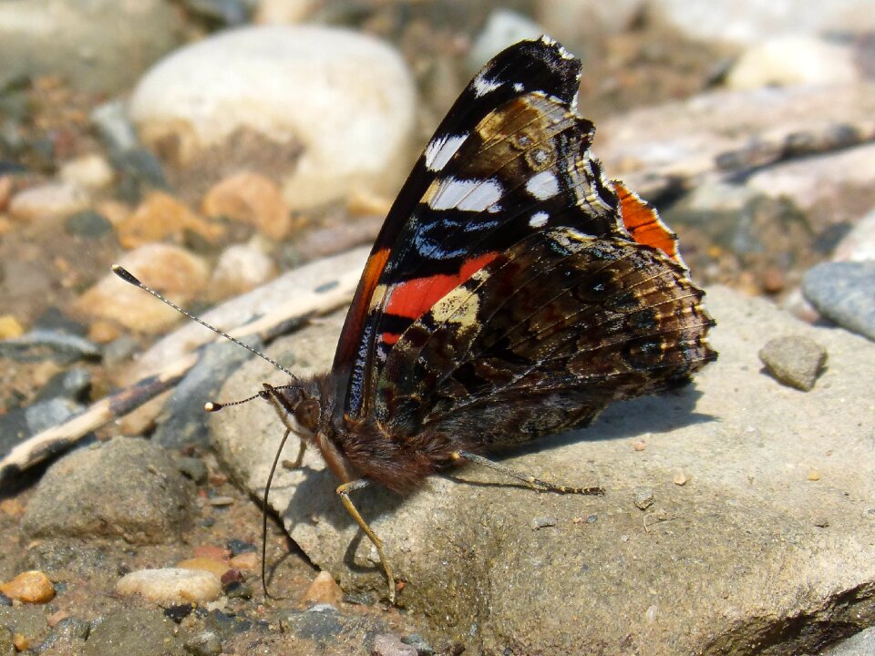 Atalanta libar the tongue of the butterflies
