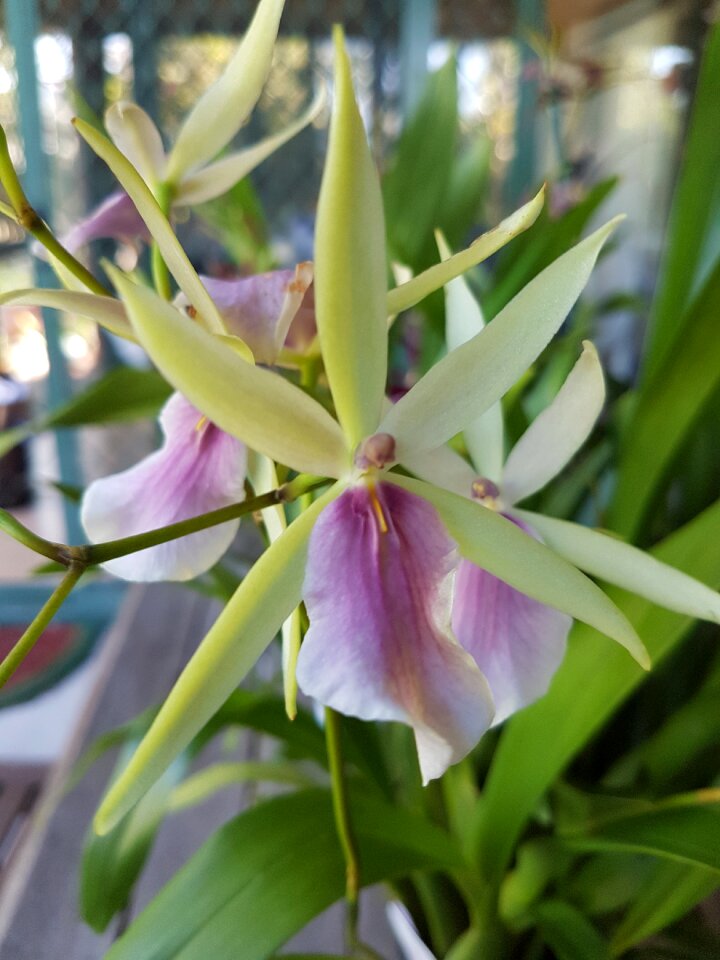 Garden leaf orchid