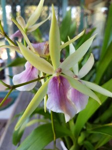 Garden leaf orchid photo
