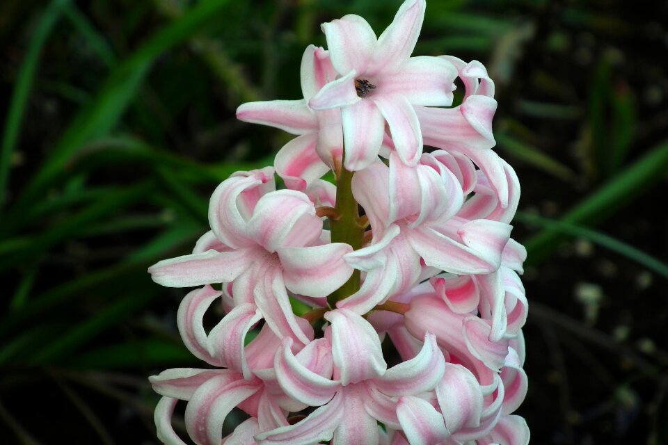 Plant nature garden