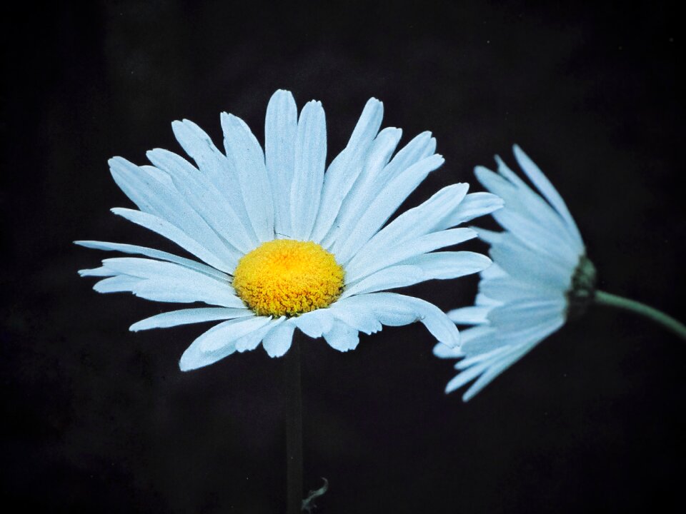 Plant flower daisy