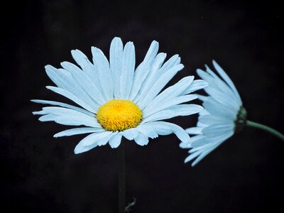 Plant flower daisy