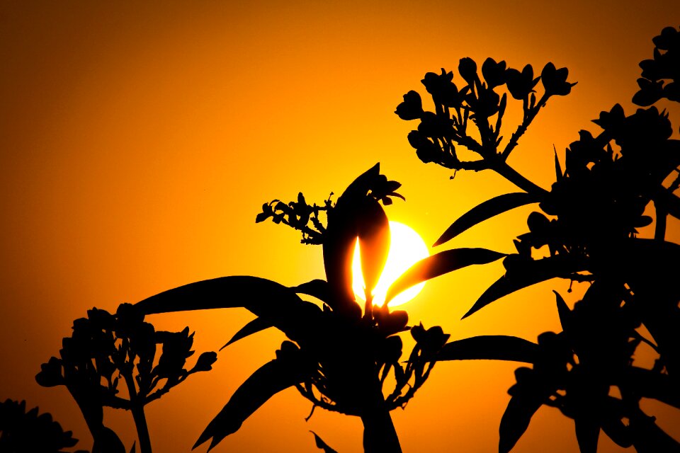 Nature tree wallpaper